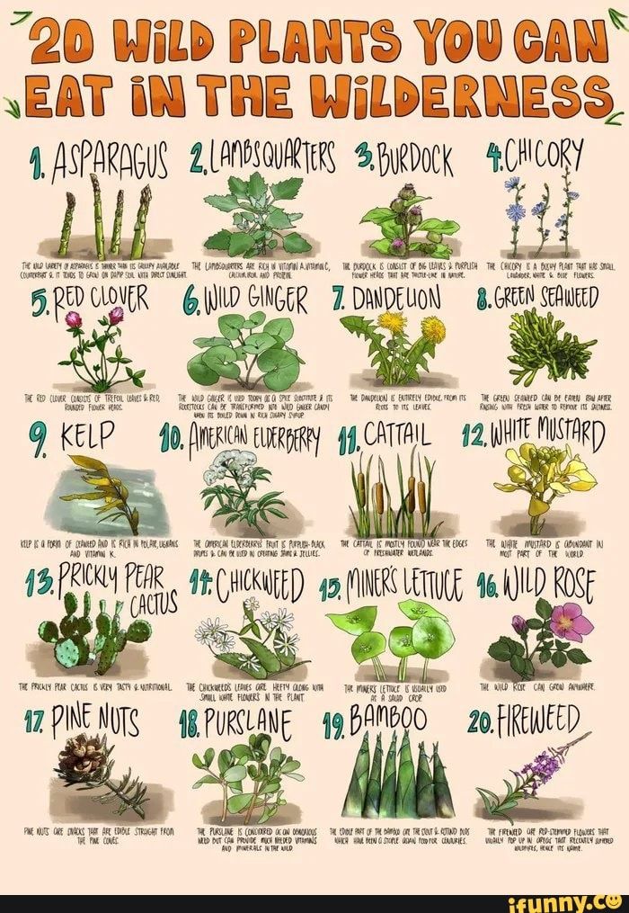 Asiatisch All You Can Eat In Der Nähe "20 wild plants you can eat in the wilderness" Source: iFunny | Edible