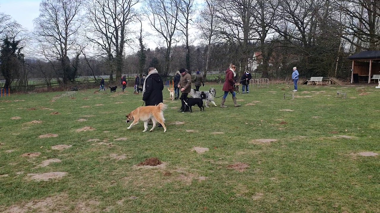 Huni Hunde-uni I Hundeschule In München An Der Isar