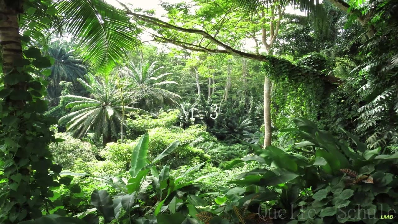Tropischer Regenwald Pflanzen Und Tiere