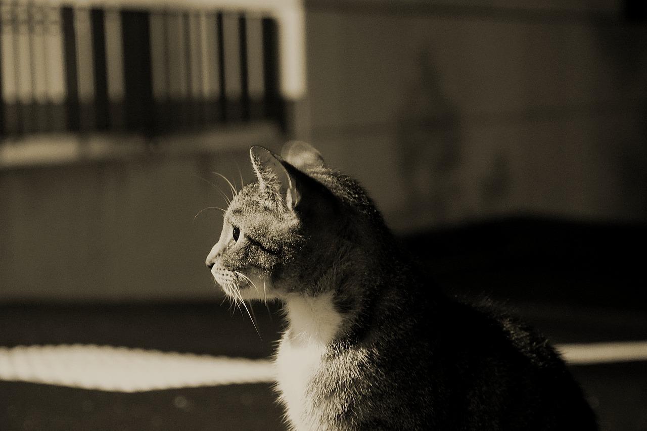 In Der Nacht Sind Alle Katzen Grau 85 In Der Nacht Sind Alle Katzen Grau | Karin Krause