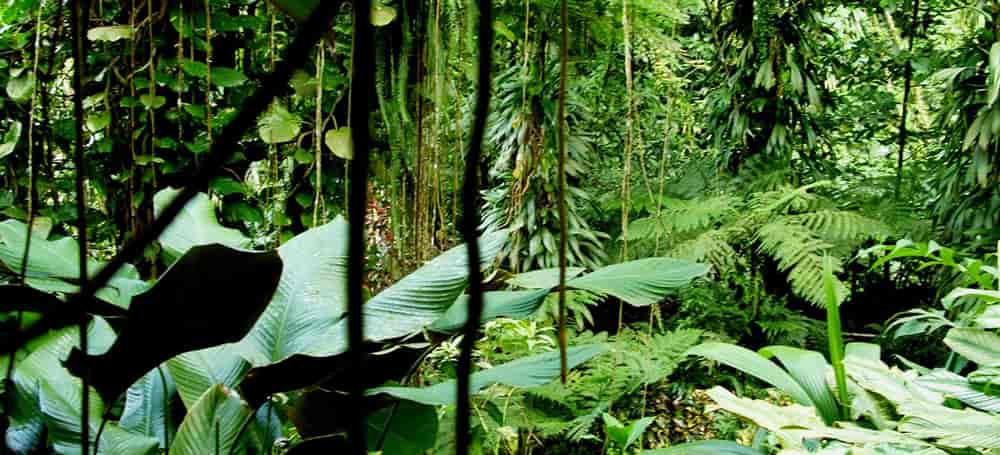 Tropischer Regenwald Pflanzen Und Tiere Abenteuer Regenwald: Schüler und Kids für den Regenwald - Abenteuer
