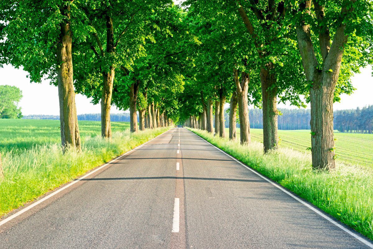 Allee Der Bäume Des Jahres Allee, Allee: Die schönsten Baumstraßen der Welt - Reisen aktuell