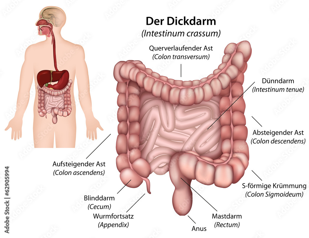 Rezensionen Für End- Und Dickdarm-zentrum Mannheim Edz Anatomie Dickdarm, Intestinum Crassum - Stock - GamesAgeddon