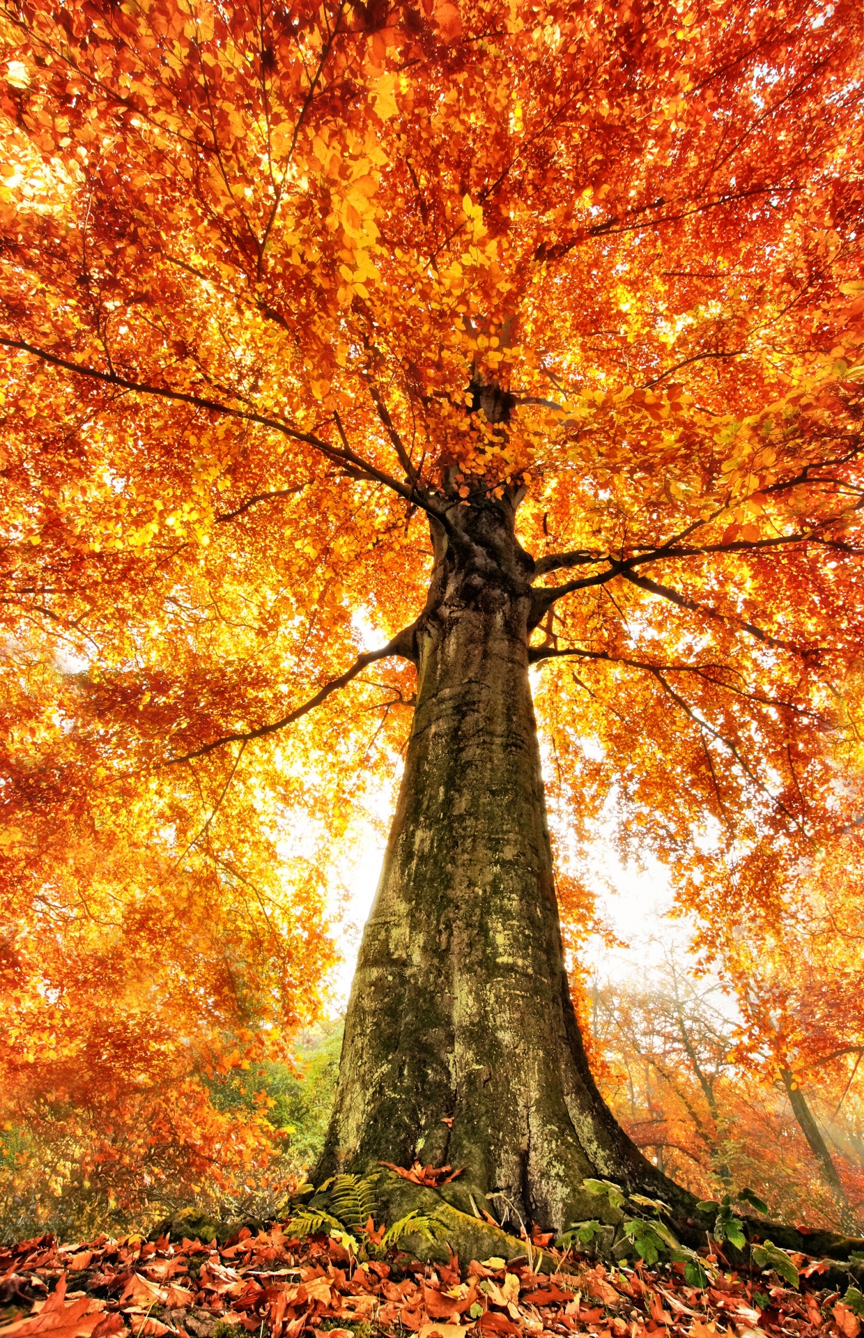 Baum Fällen Auf Eigenem Grundstück Schleswig-holstein