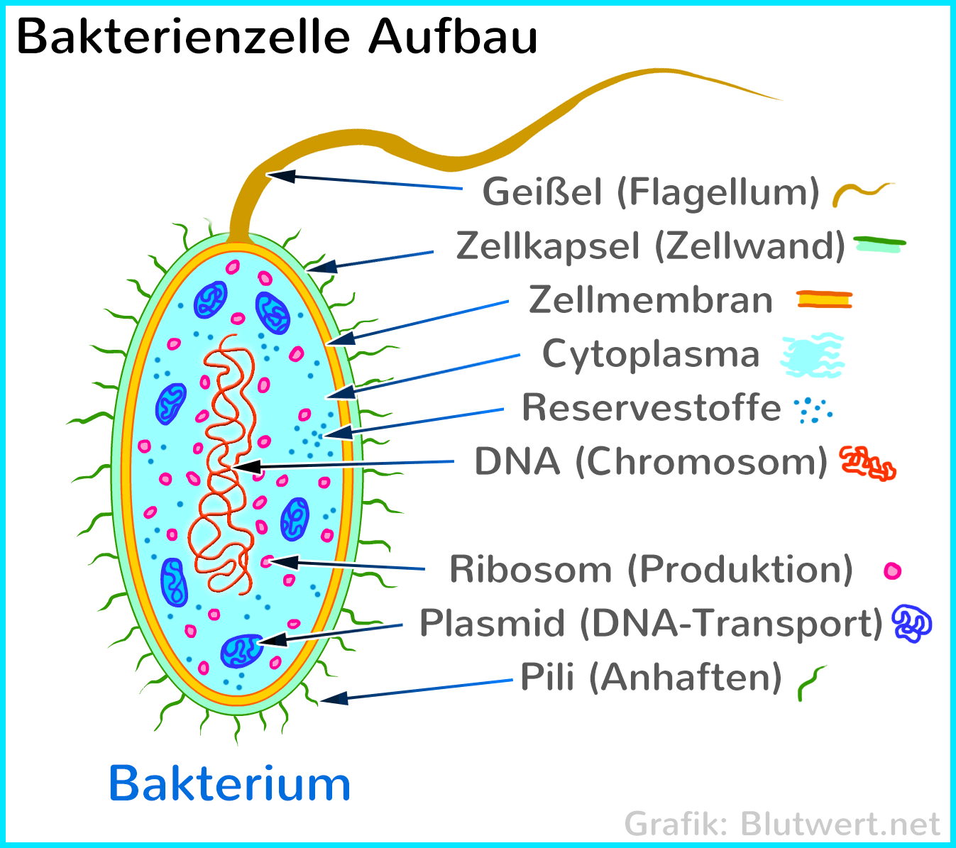 Bakterien Und Viren Arbeitsblatt Lösungen Bakterien (Einzeller, Prokaryoten) einfach erklärt