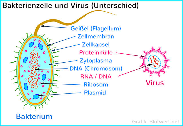 Wie Lange überleben Hiv Viren Im Blut An Der Luft Bakterien Viren Unterschied
