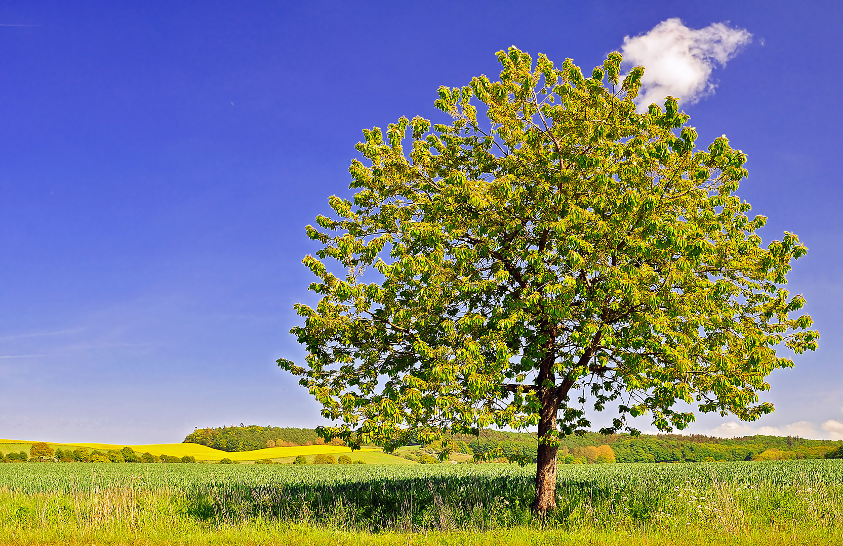 Baumärkte Im Umkreis Von 50 Km Baum im Frühling Foto & Bild | landschaft, Äcker, felder & wiesen