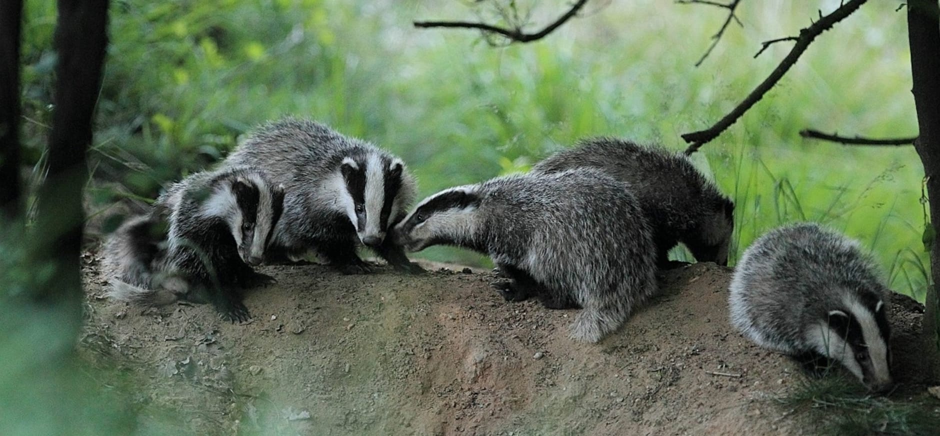 Das Termin Oder Der Termin Beheer in het Stammenderbos van start | Natuurmonumenten