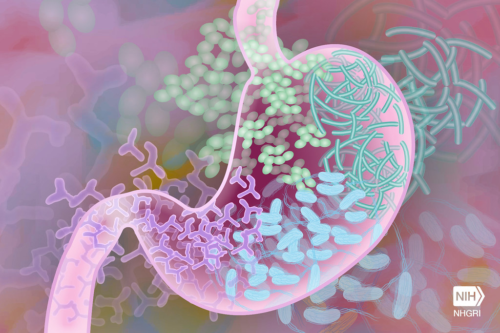 Gut Und Günstig Essen In Neustadt An Der Weinstraße Beneficial Gut Bacteria | Bacterial strains in the guts of h… | Flickr