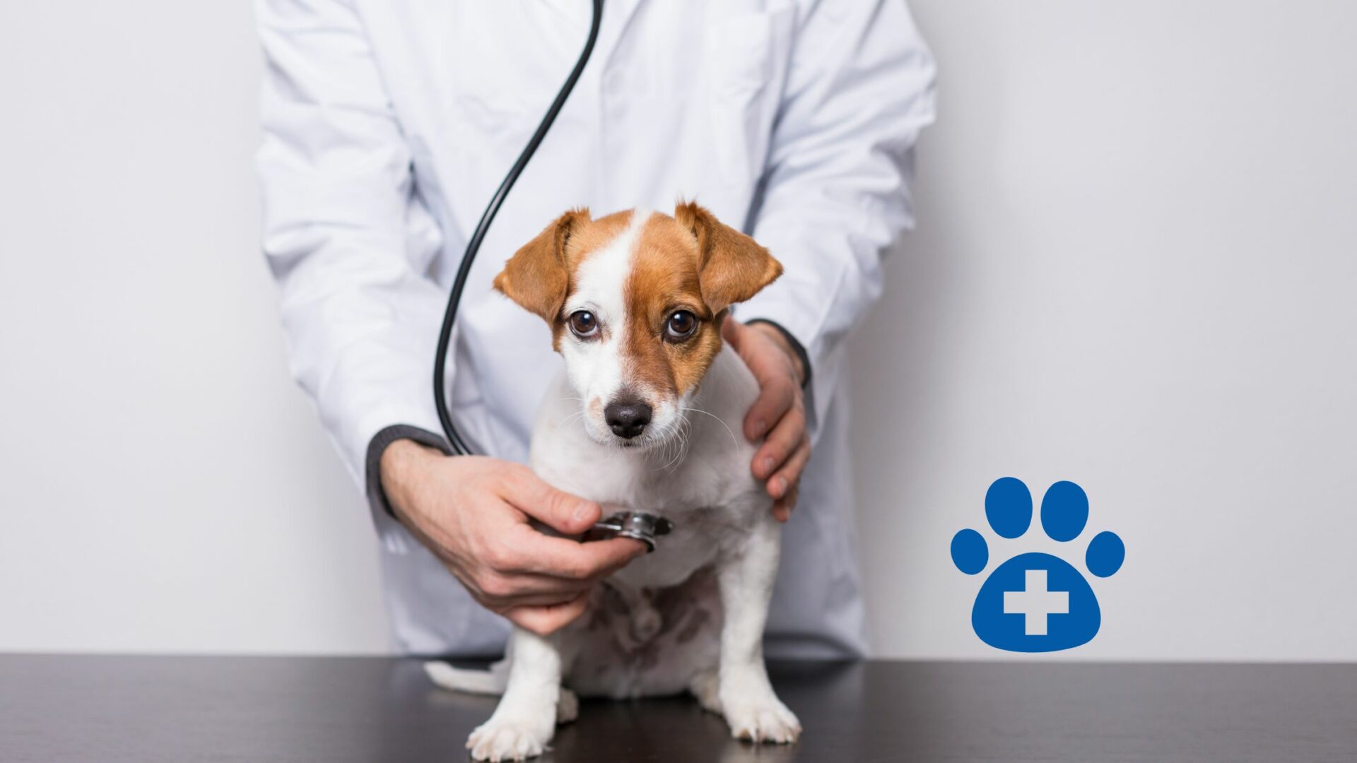 Tierarzt Für Hunde In Der Nähe