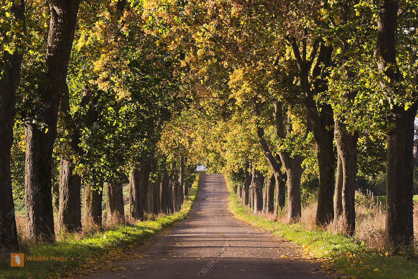 Allee Der Bäume Des Jahres