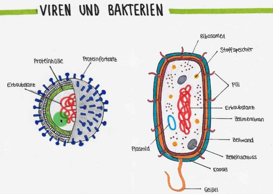 Wie Lange überleben Hiv Viren Im Blut An Der Luft Biologieunterricht aktuell - Von Viren und Bakterien - SchulHofGeflüster