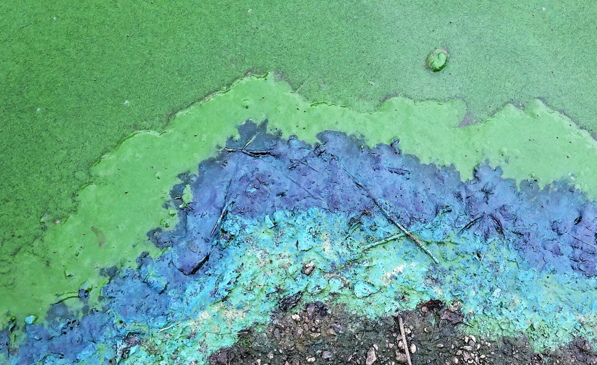 Blaualgen Ostsee Aktuell Schleswig Holstein Blaualge – Schreibung, Definition, Bedeutung, Synonyme, Beispiele | DWDS