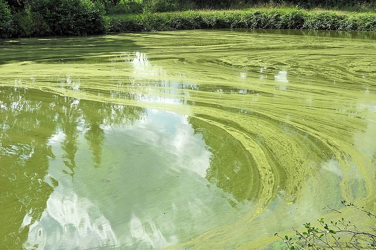 Blaualgen Ostsee Aktuell Schleswig Holstein Blaualgen-Befall in der Alster | FINK.HAMBURG