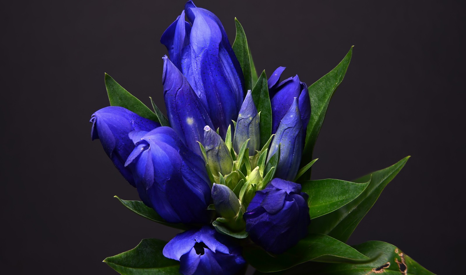 B & P Blumen Und Pflanzen Gmbh Blumen und Pflanzen 2022 (3) | Flickr