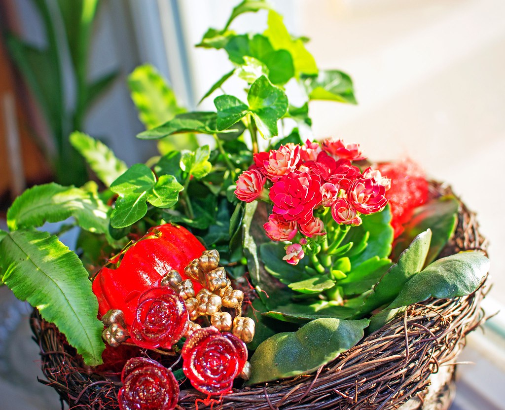 B & P Blumen Und Pflanzen Gmbh Blumen und Pflanzen, IMG_0325_b-2 | Blumen und Pflanzen zum … | Flickr