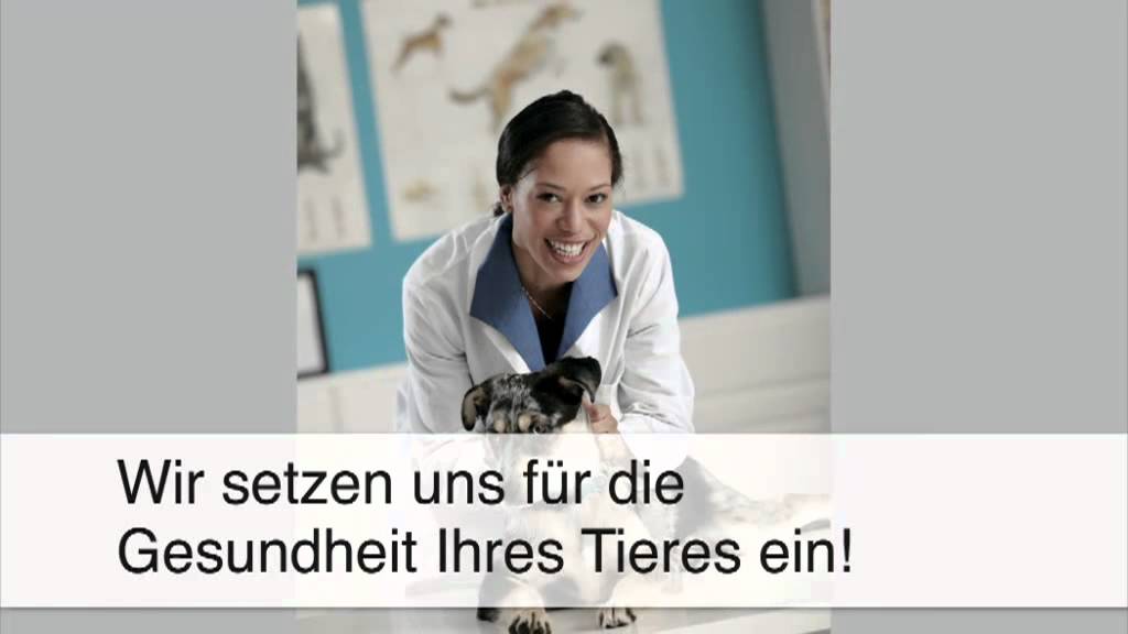 Tierarztpraxis Wenden - Kleintierpraxis Sonja Werner In Braunschweig Braunschweig Kleintierpraxis Wimmer - YouTube