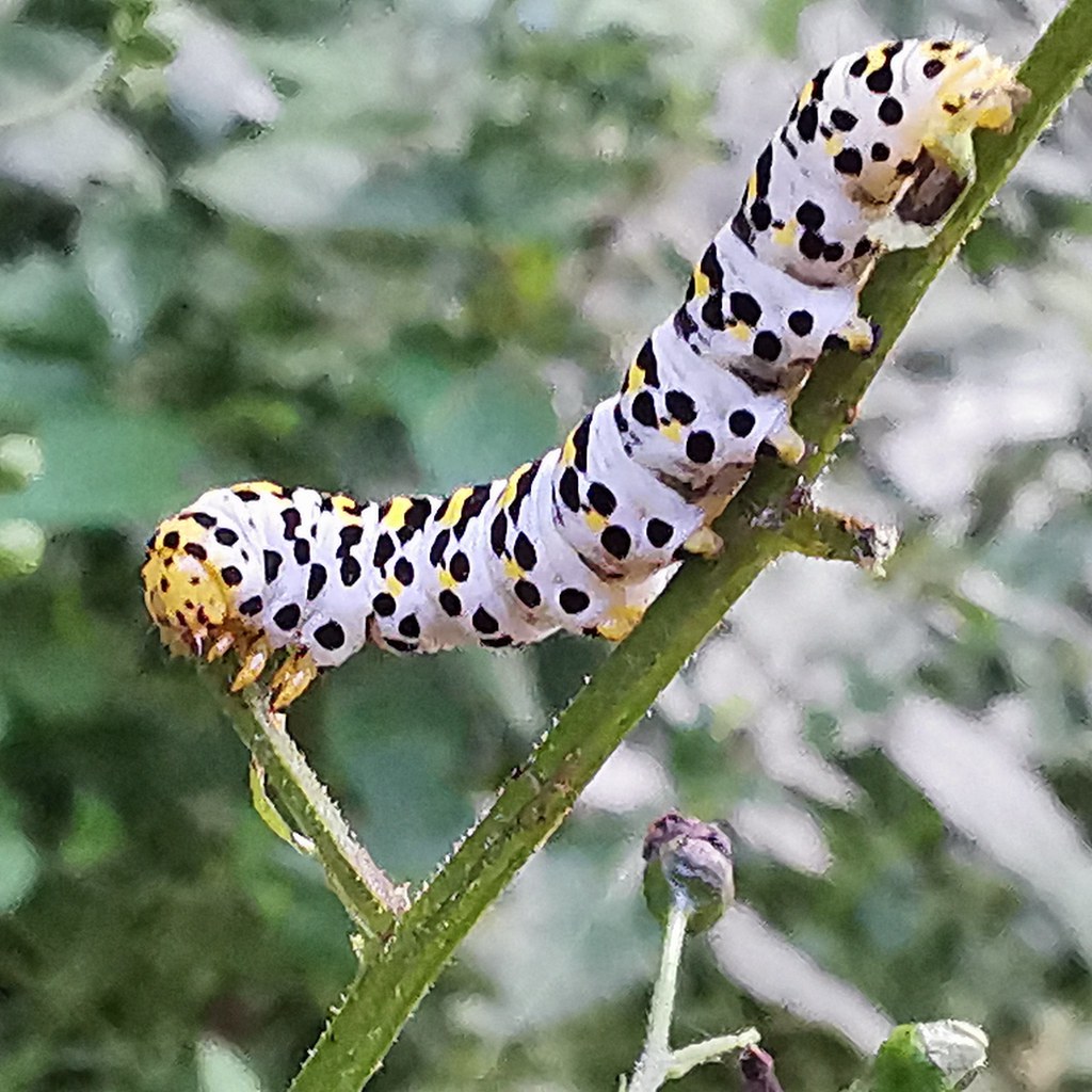 Welcher Hausarzt In Chemnitz Nimmt Neue Patienten Auf Braunwurz-Mönch (Cucullia scrophulariae) (1) | Braunwurz-Mön… | Flickr