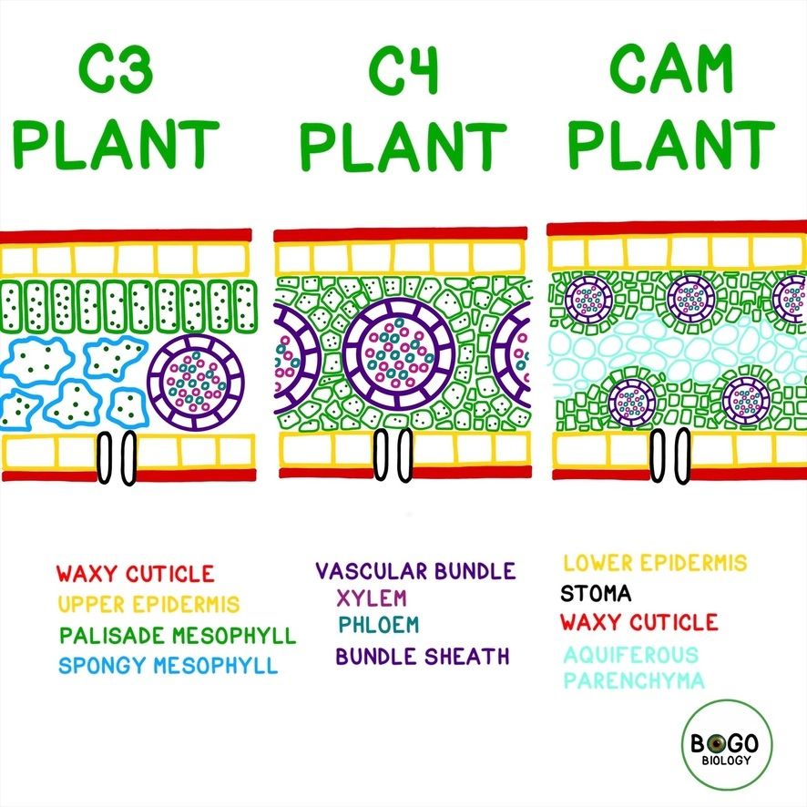 öffentliche Fußballplätze In Der Nähe C3 C4 and CAM plants all have anatomy that helps them to perform their