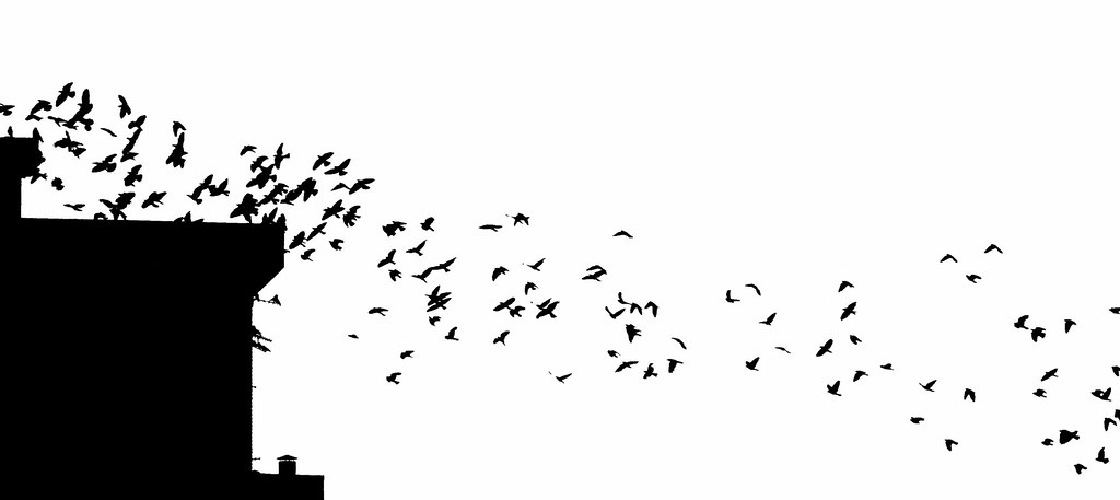 Schick Essen Gehen In Der Nähe "caw" says the crow | A flock of Hooded crows swarming (Corv… | Flickr