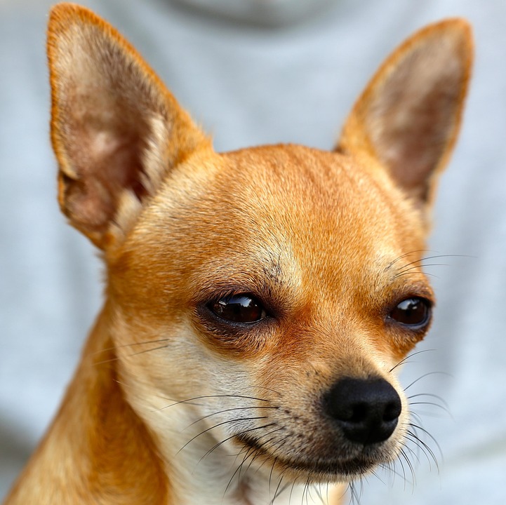 Hund Bei Der Gemeinde Anmelden Chihuahua Hund Sobel - Kostenloses Foto auf Pixabay