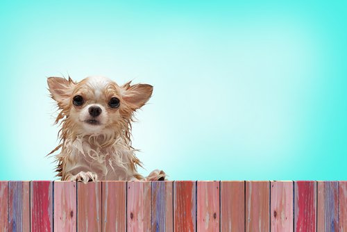 Hundefriseur Im Umkreis Von 10 Km Chihuahua : un chien si petit mais tellement mignon
