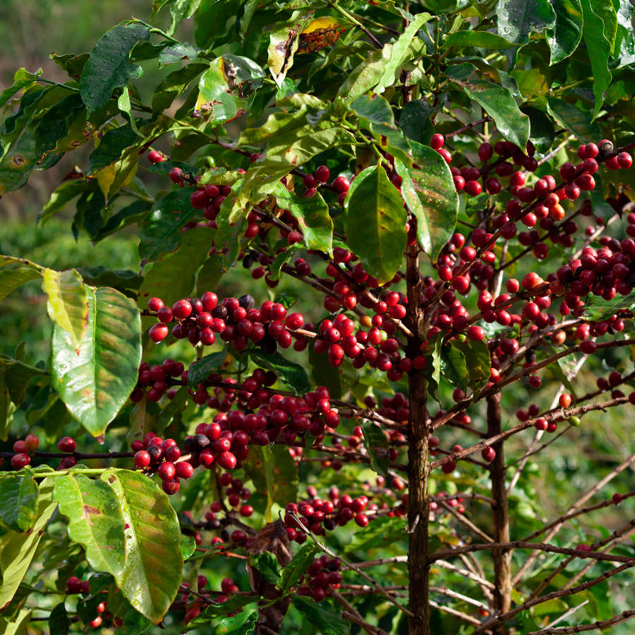Cafe Del Sol Marl Herzlia-allee Marl Cuidados de la planta del café o cafeto: características y cultivo
