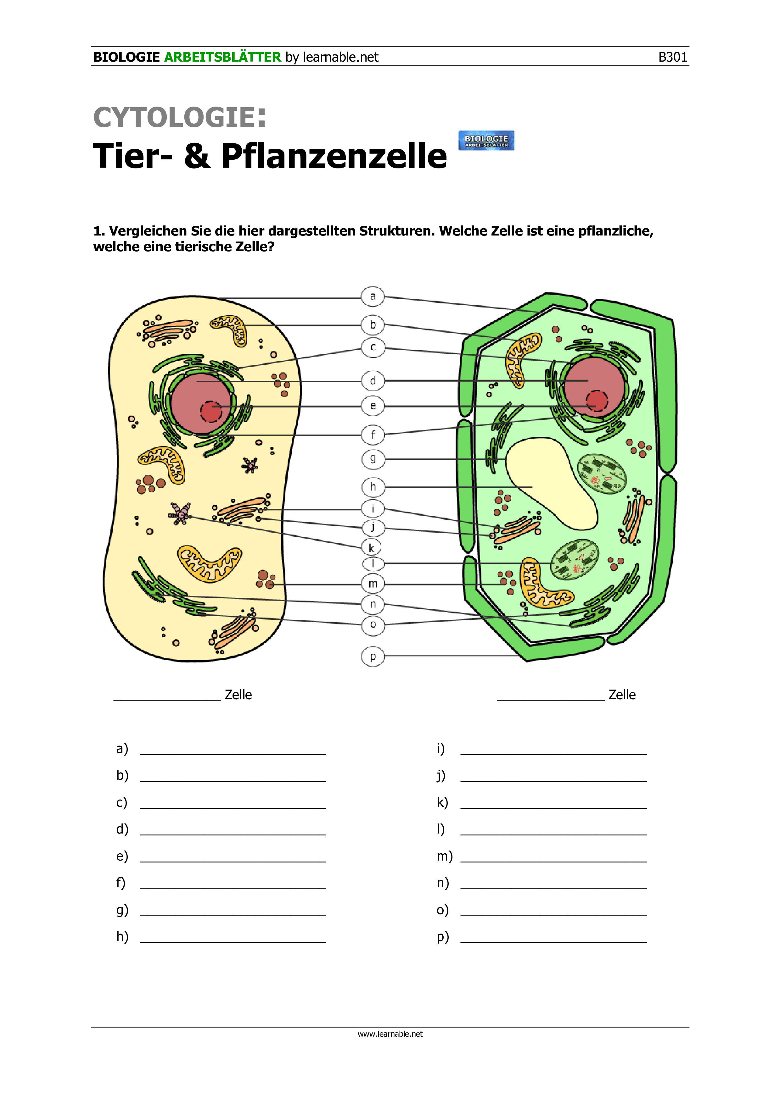 Biologie 5. Klasse Gymnasium Klassenarbeit Cytologie: Tier- und Pflanzenzelle – Unterrichtsmaterial im Fach