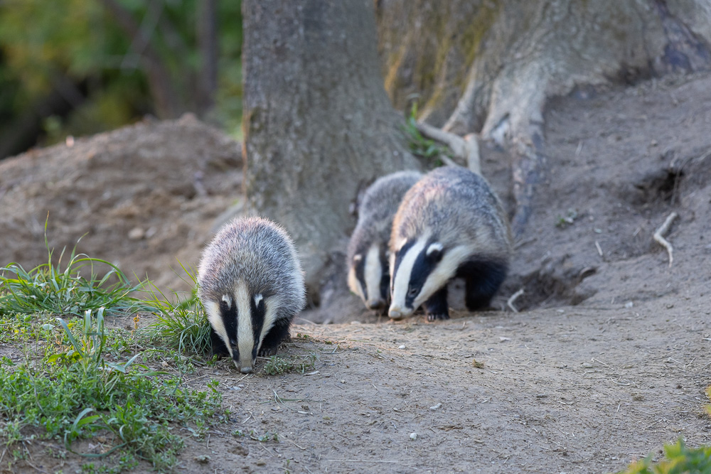 Das Termin Oder Der Termin Dachsfamilie (Forum für Naturfotografen)