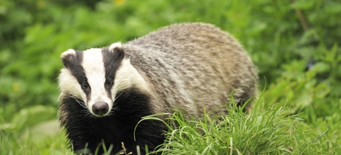Das Fünfte Rad Am Wagen Das - Onze Natuur