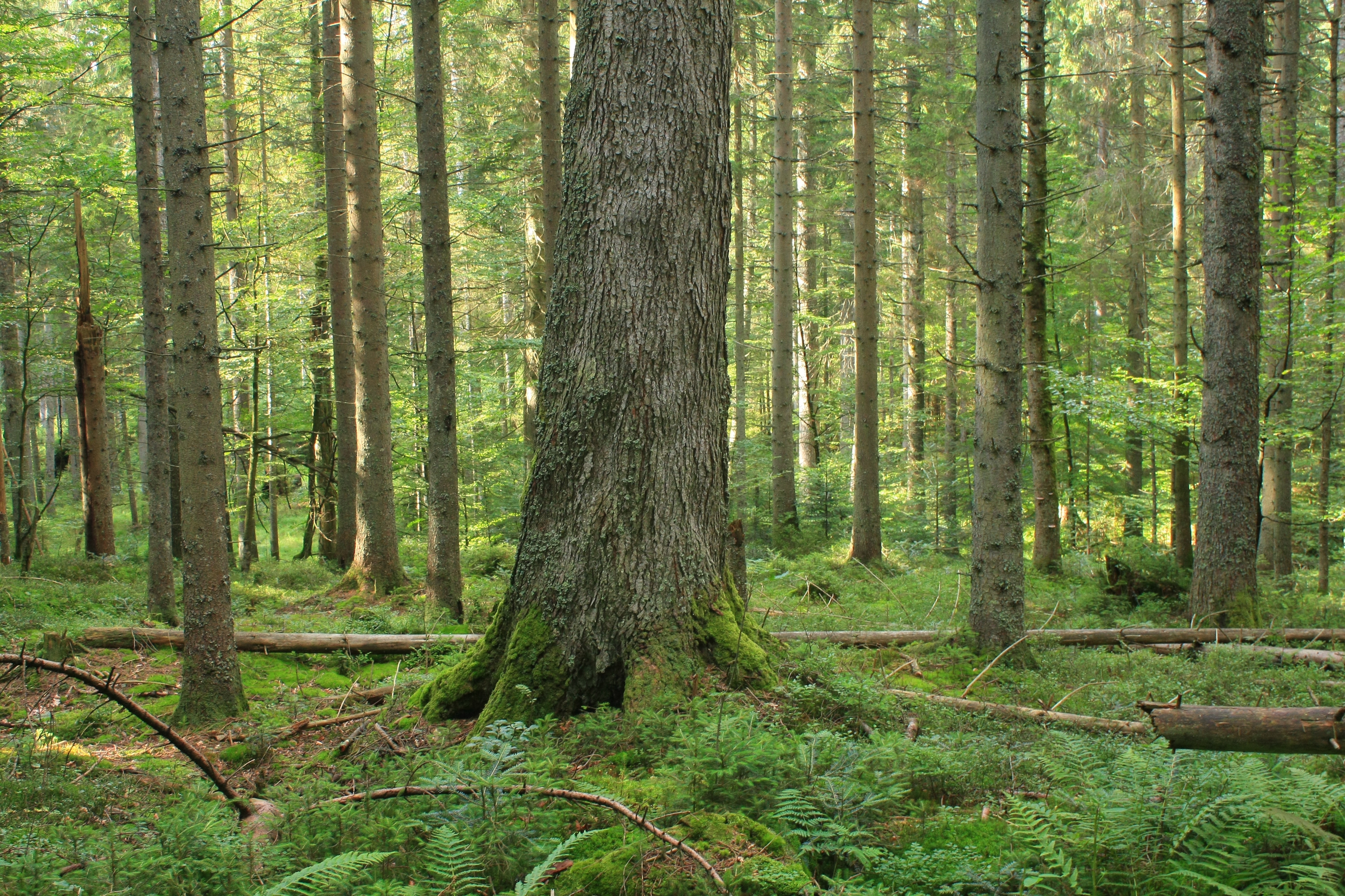 Wald Erlebnispfad In Der Nähe Datei:Bayerischer Wald - Aufichtenwald 001.jpg – Wikipedia