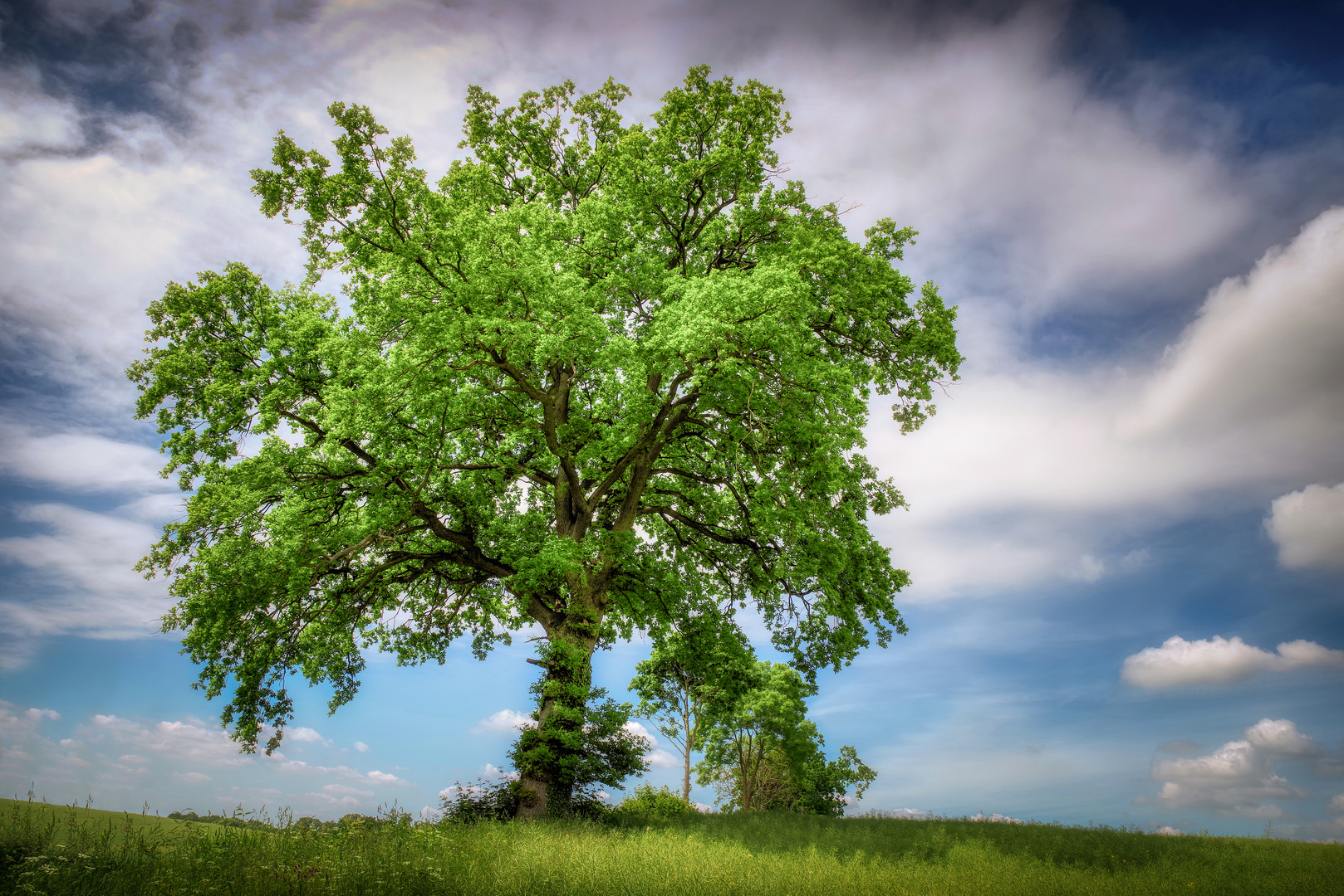 Baum Mit Roten Beeren Name
