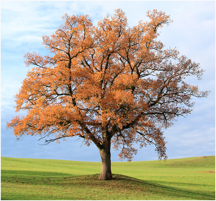 Baum Mit Roten Beeren Name Der Baum. Herbst. Foto & Bild | baum, natur, herbst Bilder auf