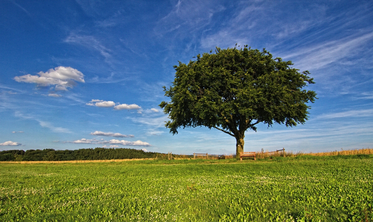 Baum Mit Roten Beeren Name Der einzelne Baum Foto & Bild | world, sommer, blau Bilder auf