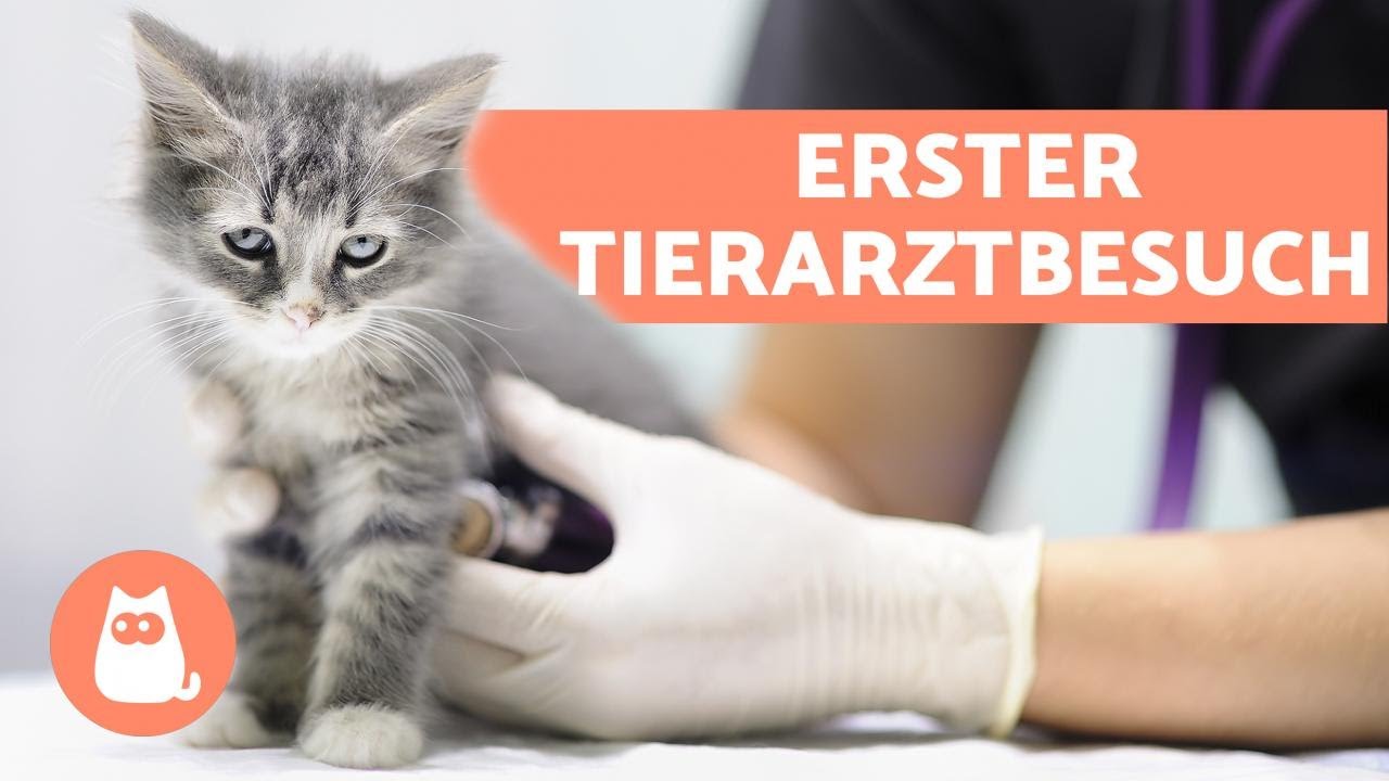Tierfriseur Für Katzen In Der Nähe Der erste Besuch mit der Katze beim Tierarzt - Was muss ich beachten