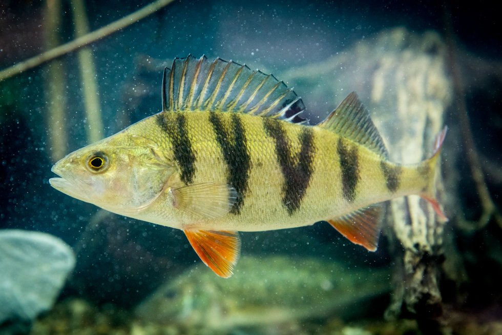 Fisch Vom Kutter Preise Travemünde