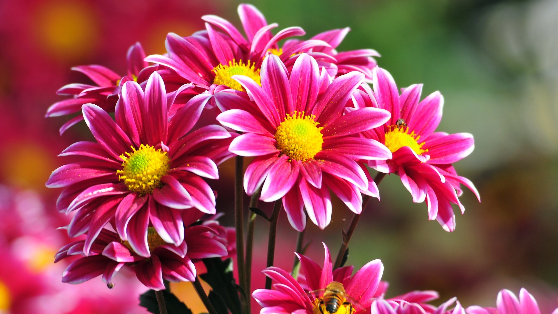 Blumen Und Gartenbau Seiterle Gmbh In Rastatt Die 82+ Besten Blumen Wallpapers
