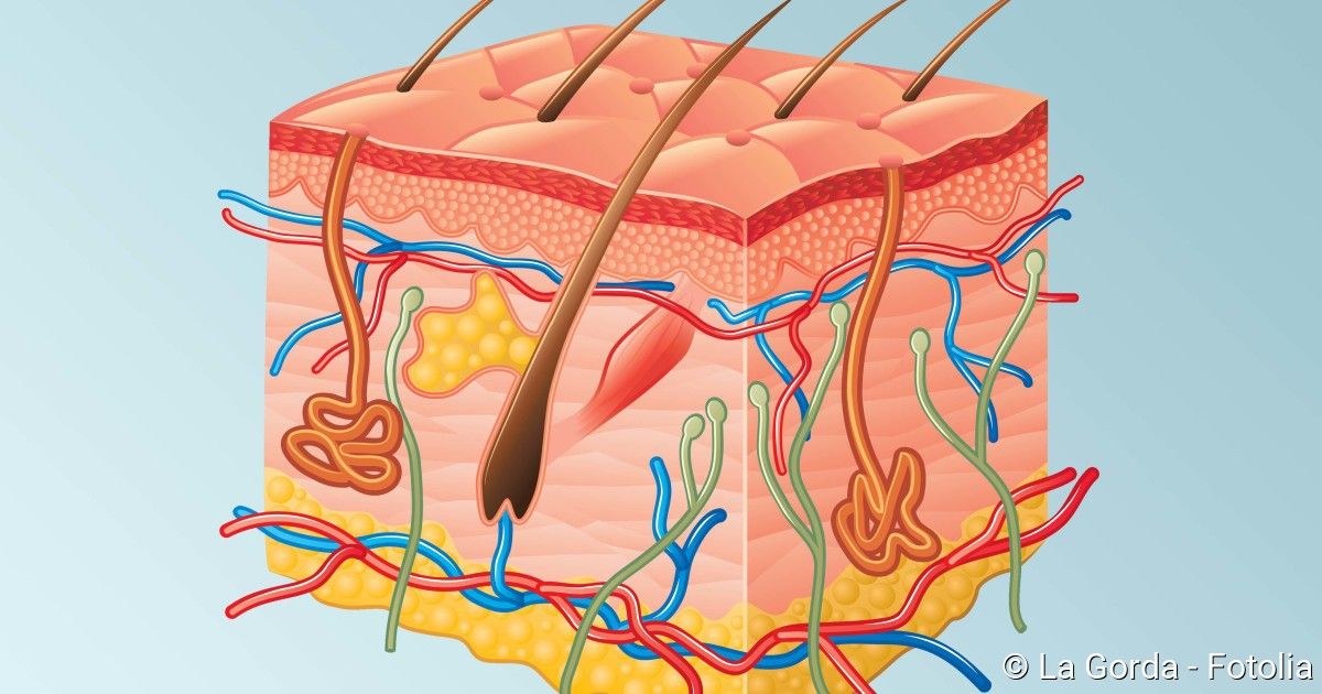 Hautärzte Bahnhofstraße Dr. Med. Ulrich Schäfer Dermatologe Die Haut ist das größte Organ des Körpers. Lesen Sie mehr über die drei