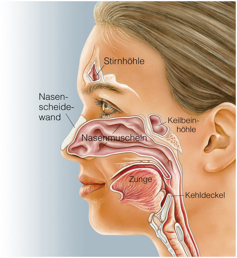 Nase Ohren Arzt In Der Nähe ᐅ Die Nase - Riechorgan und wichtig für die Atmung