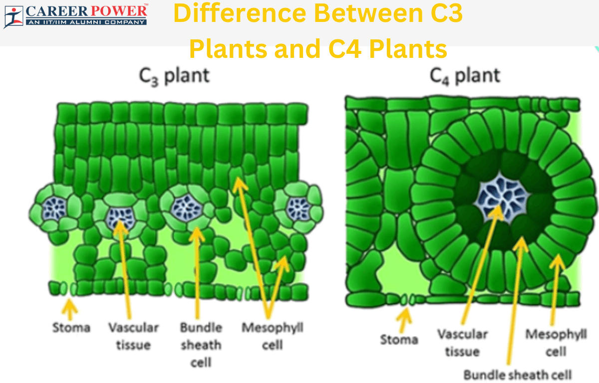 Bauernmärkte In Der Nähe Heute Difference Between C3 and C4 Plants