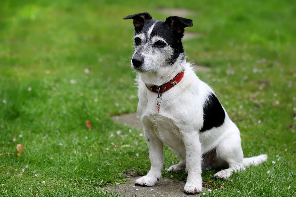 Hund Bei Der Gemeinde Anmelden