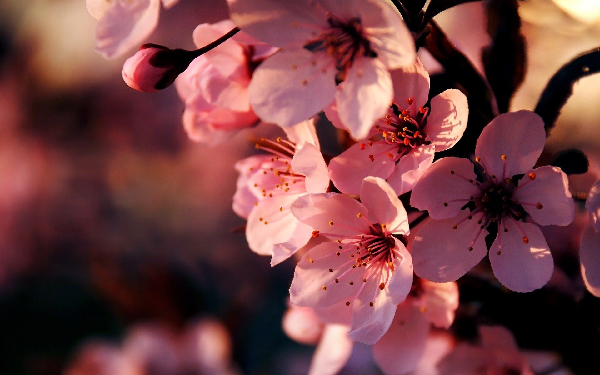 B & P Blumen Und Pflanzen Gmbh