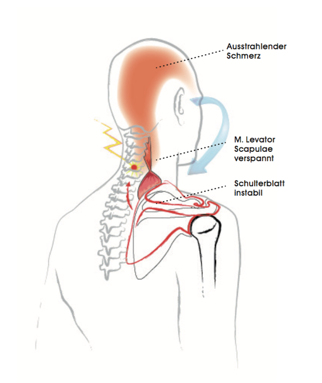 Nacken Schulter Massage In Der Nähe Dr. Ronald Steiner: Anatomie & Praxis: Wende für den Nacken - Yoga