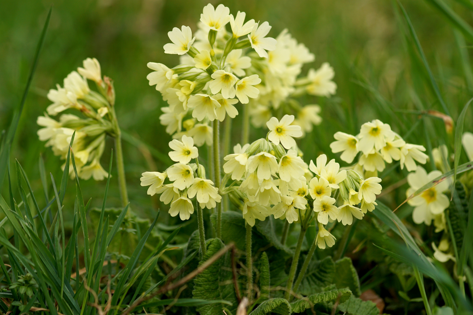 Echte Stella Wir Kinder Vom Bahnhof Zoo Echte Schlüsselblume Foto & Bild | makro, frühling, natur Bilder auf