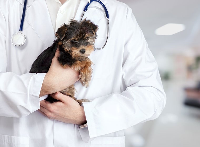 Tierarzt Dr. Frank Dieffenbacher Praxis Für Groß & Klein Ein guter Tierarzt - Wichtig für jeden Tierbesitzer! | ZooRoyal Magazin