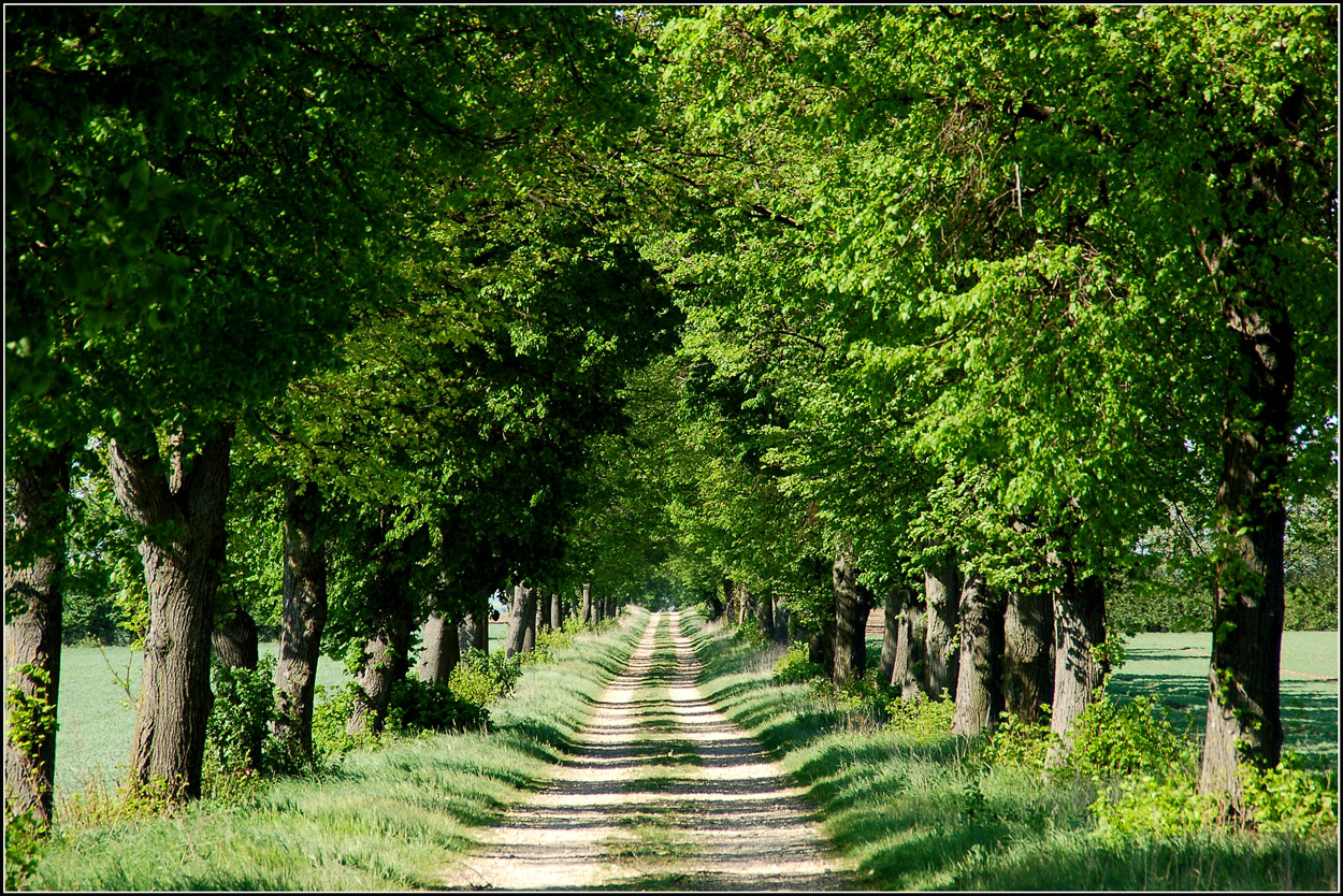 Allee Der Bäume Des Jahres Eine Allee... Foto & Bild | europe, Österreich, niederösterreich Bilder