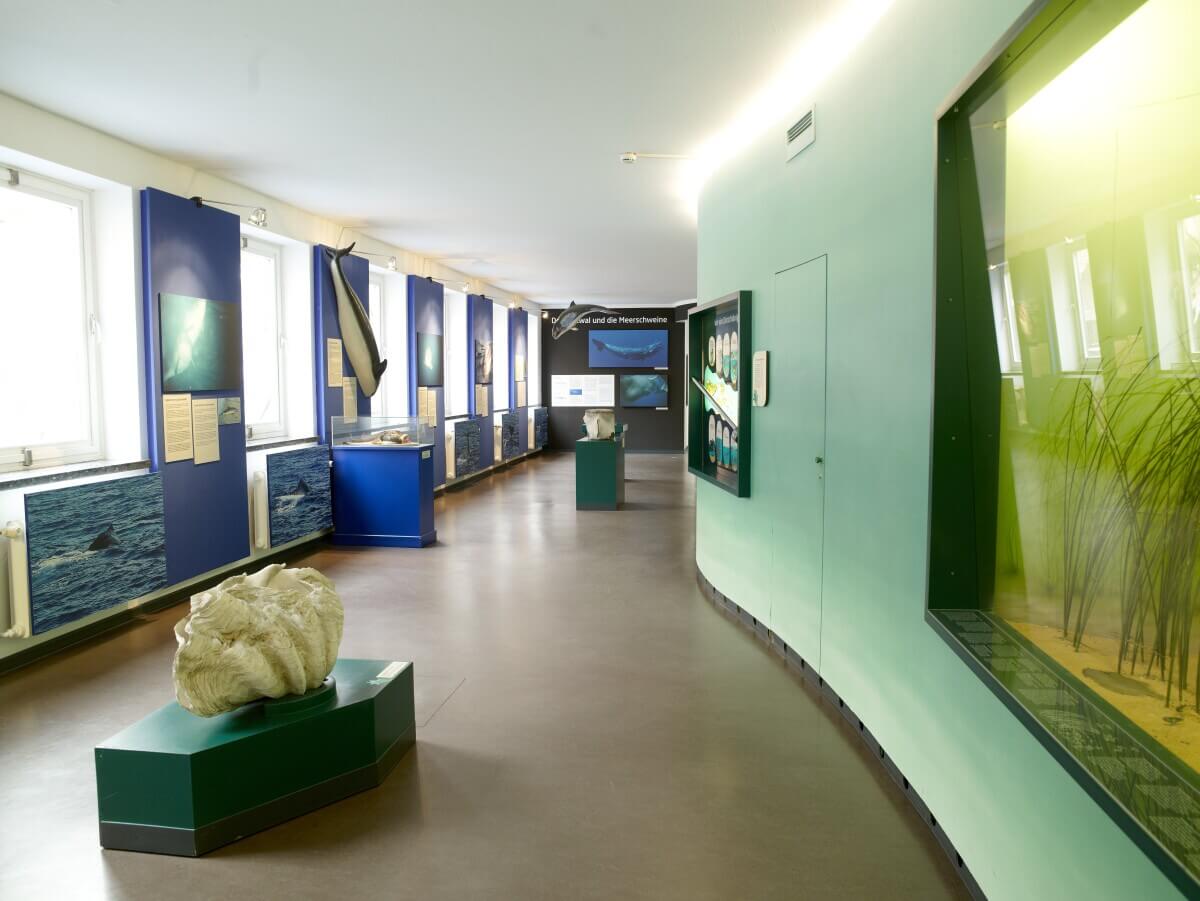 Museum Für Natur Und Umwelt Lübeck English Information - Museum für Natur und Umwelt - Die Lübecker Museen