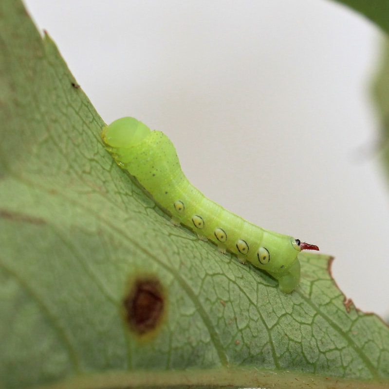 Welcher Hausarzt In Gera Nimmt Noch Patienten Auf Eumorpha pandorus - SPHINGIDAE OF THE UNITED STATES OF AMERICA