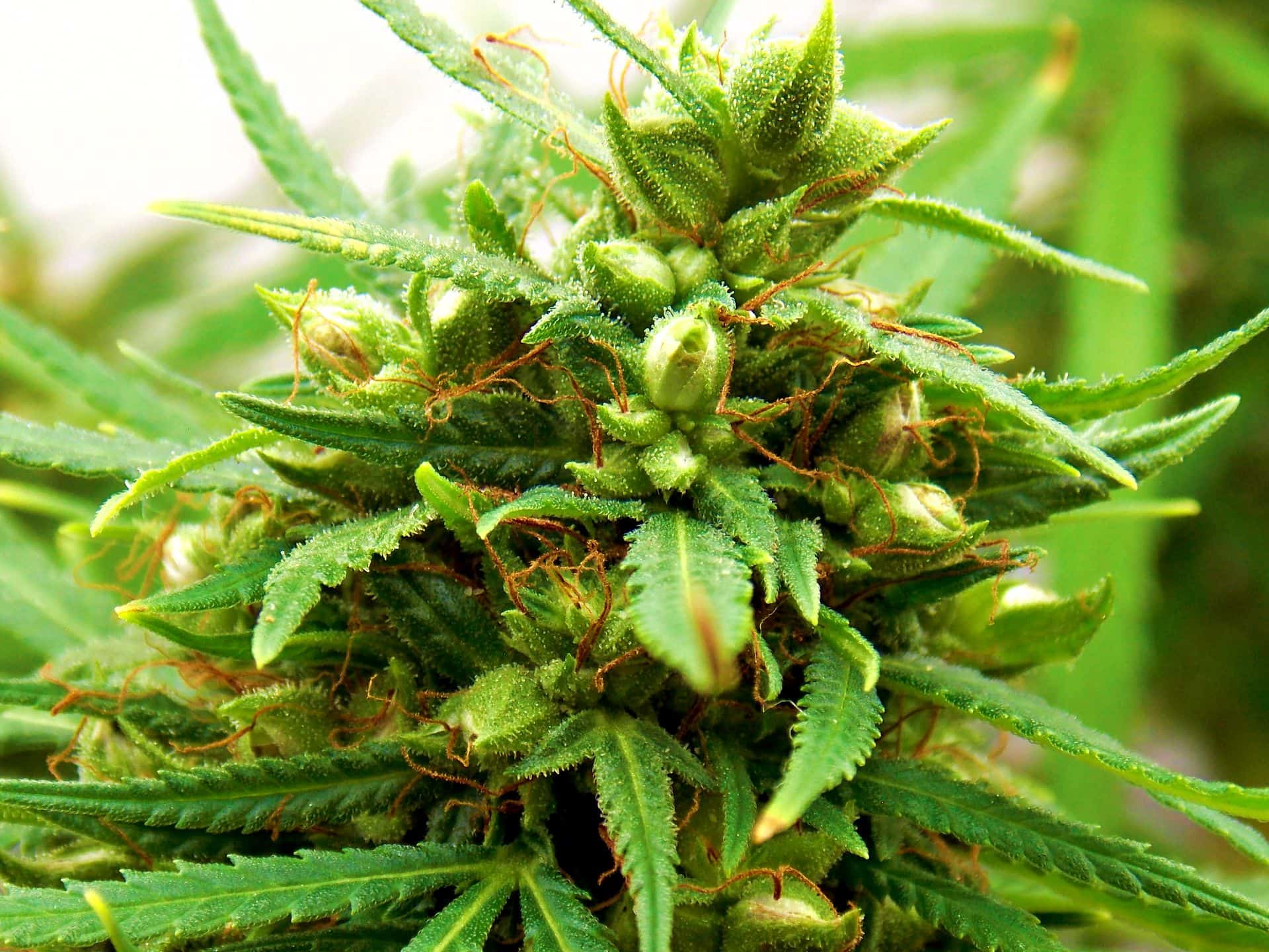 Gelbe Säcke In Der Nähe Feminized Seeds
