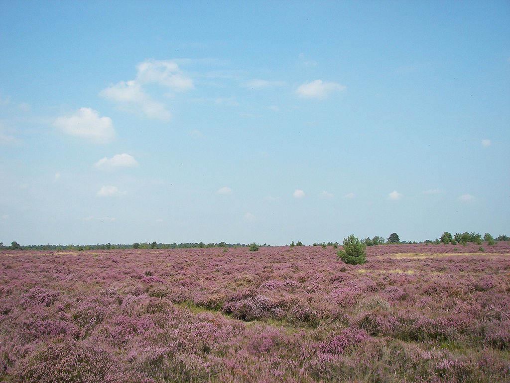 Besondere Cafés In Der Lüneburger Heide File:Heatland, vegetation - Lande, végétation.jpg - Wikimini Stock
